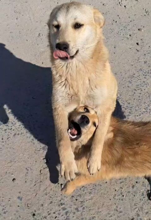 Бесплатно Муня и Лунтик