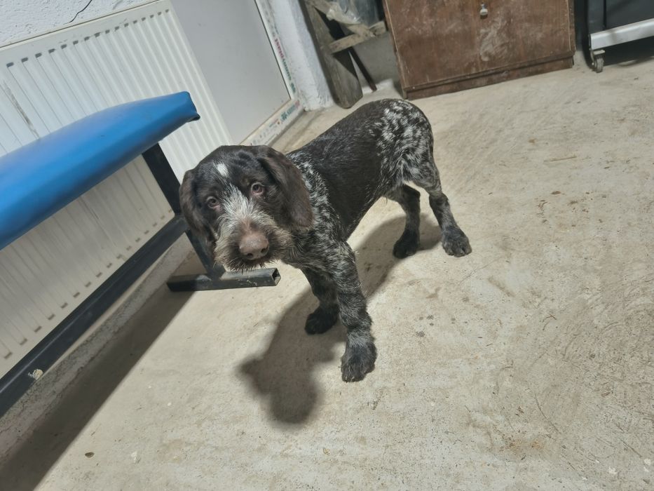 Pui brac german cu par sârmos