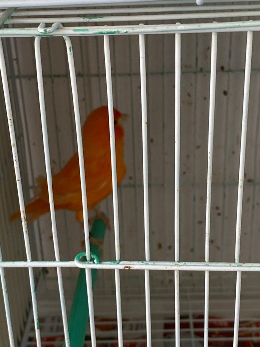 Canari și peruși de vânzare