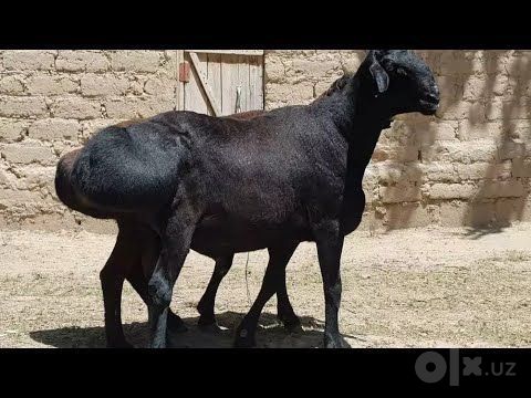 Куй ва кучкорларни юнгини олиб берамиз