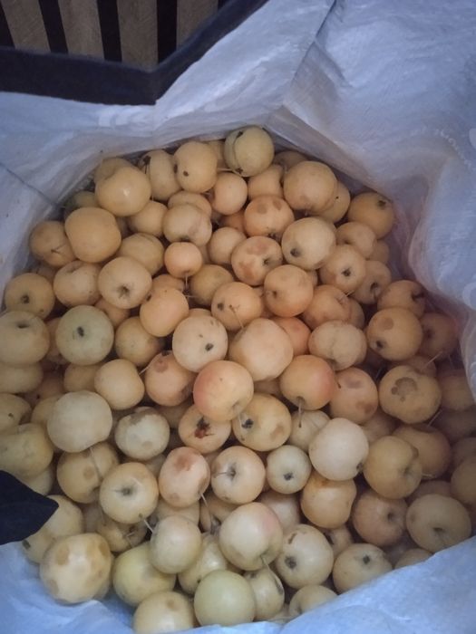 Продам яблоки  4000
