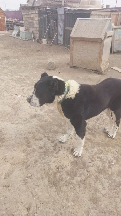 Алабай бір жаста