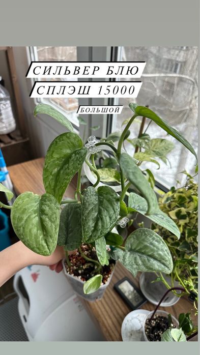 Сортовые сциндапсусы