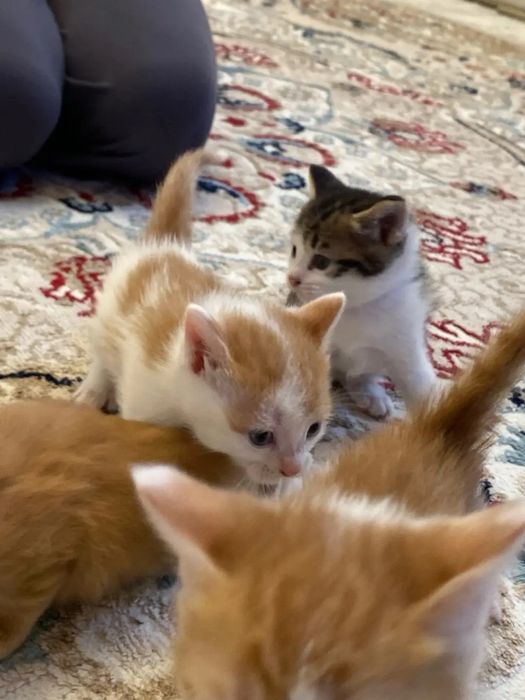 Отдам котят в добрые руки