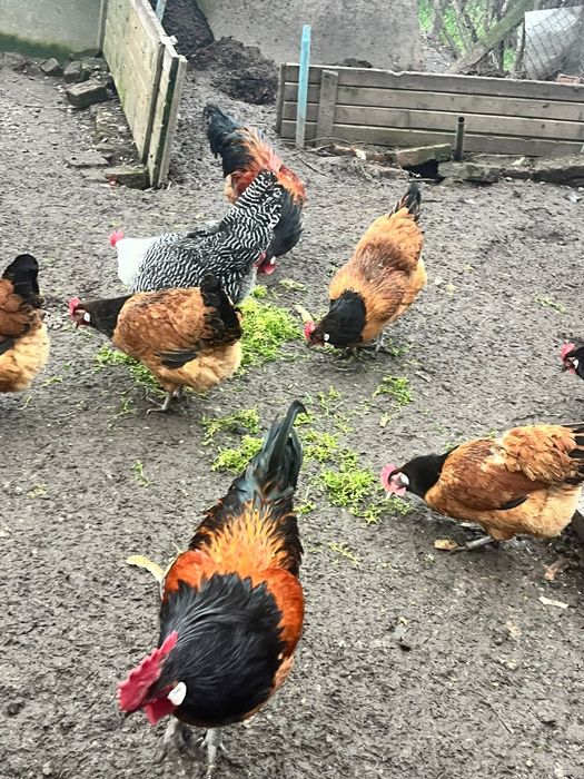 Ouă Vorwerk de la găini 2025