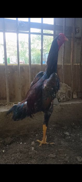 Дакан жужа сентябрьский