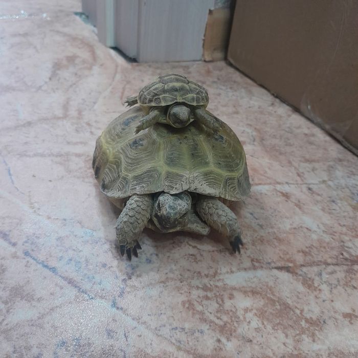 Продам черепах..