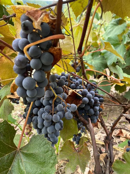 Producator, vand struguri capsunica + fraga alba