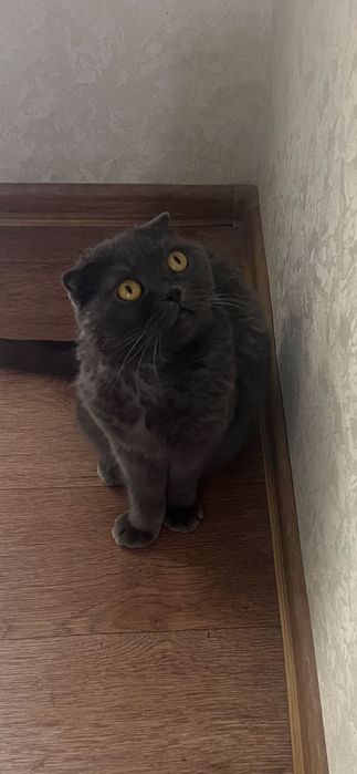 Отдам кошку в хорошие руки