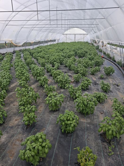 Busuioc verde si rosu  proaspat