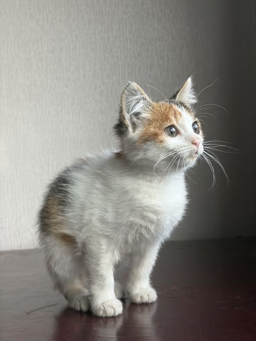 Малышка ищет дом