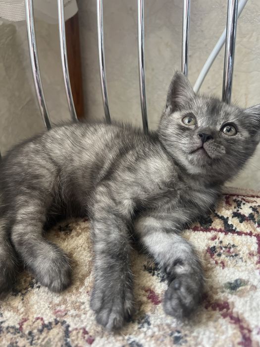 Отдам котенка.