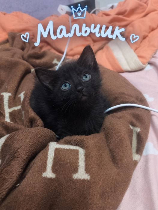 Отдаю котят в хорошие руки