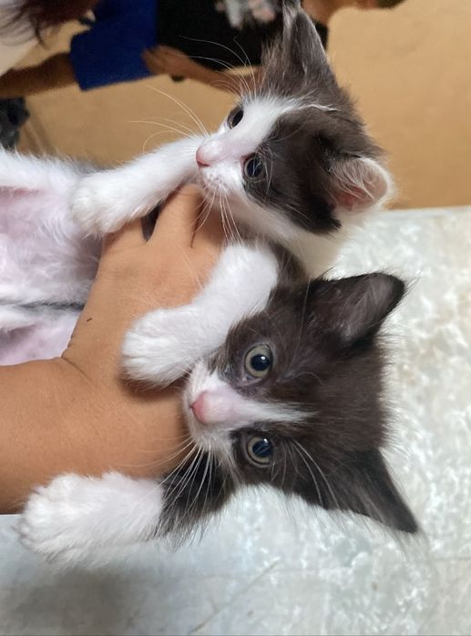 Котят хороши одом добрый руки