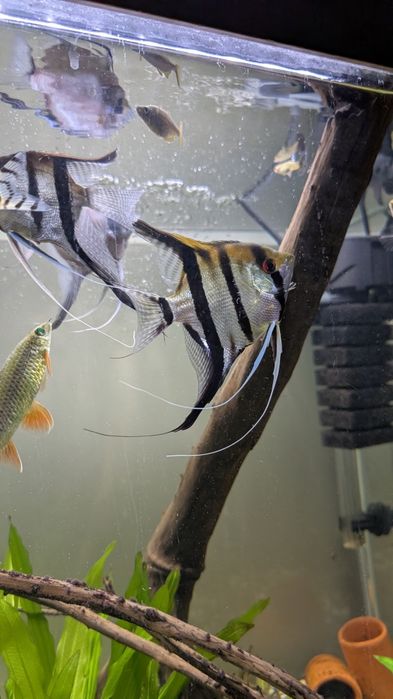 Скалярия крупная