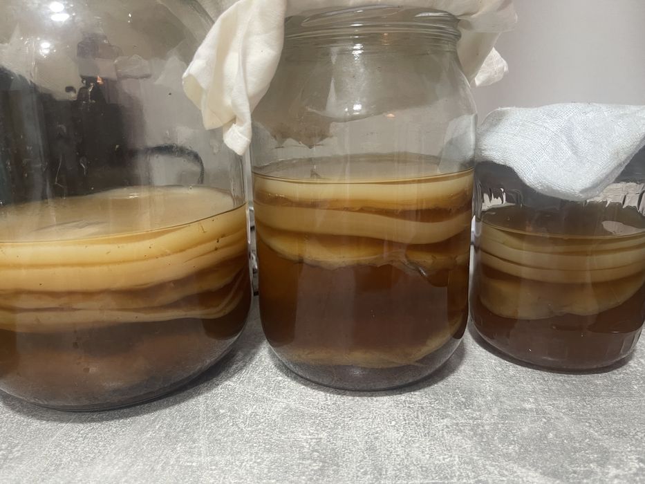 Ciuperca Kombucha+ lichid starter + ghid de utilizare