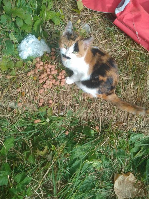 Бездомничета в търсене на дом