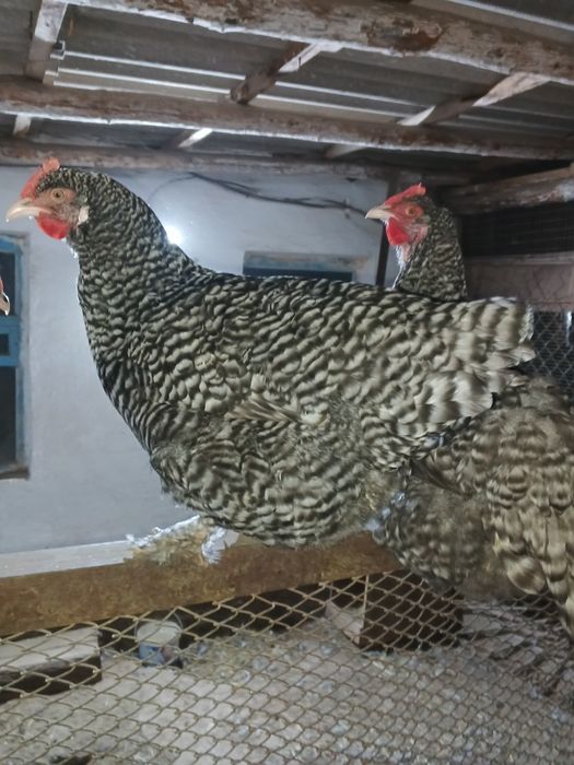 Продам кур возраст 1 год