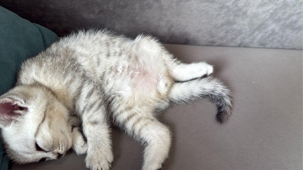 Котенок шотландец