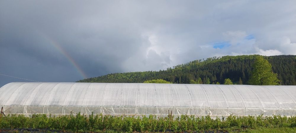 Butasi zmeur remontant si gigant, mur, coacaz rosu si negru, căpșun remontant s.a.