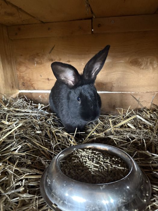 Vand iepure Fluture German