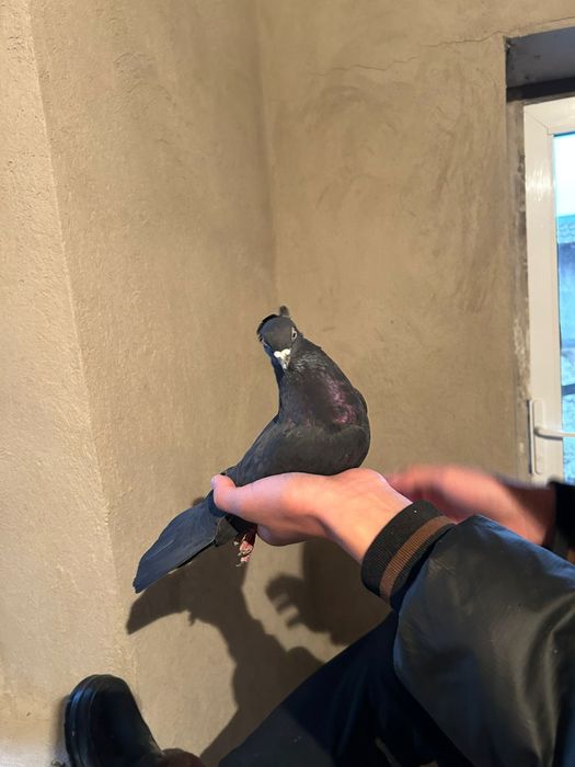 Голуби 4.000кептер голуб