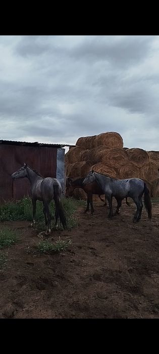 Продам лошадей с откорма 9 голов.