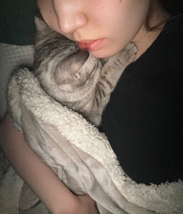 Передержка кошек.