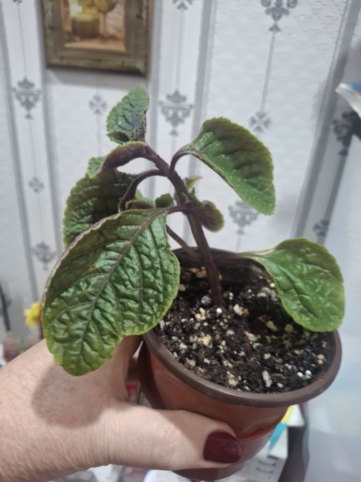 Продам домашние цветы.