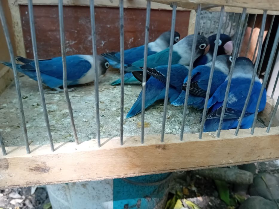 Agaponis personata violet 2024--2025