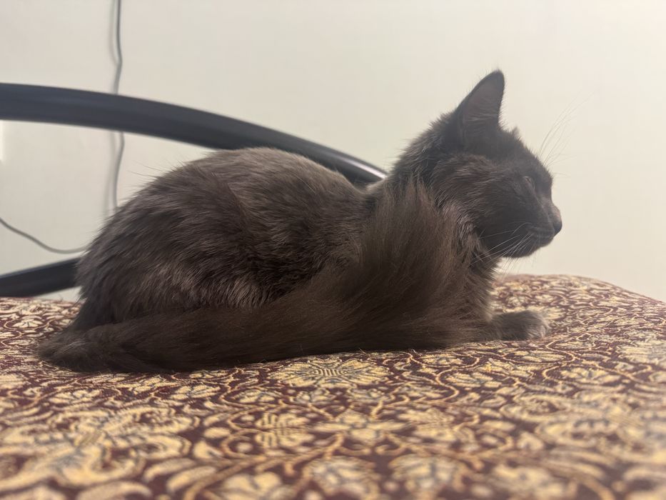 Кошка ищет дом.