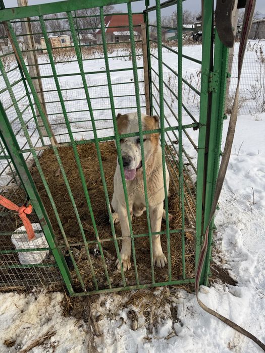 Алабай кобель пп