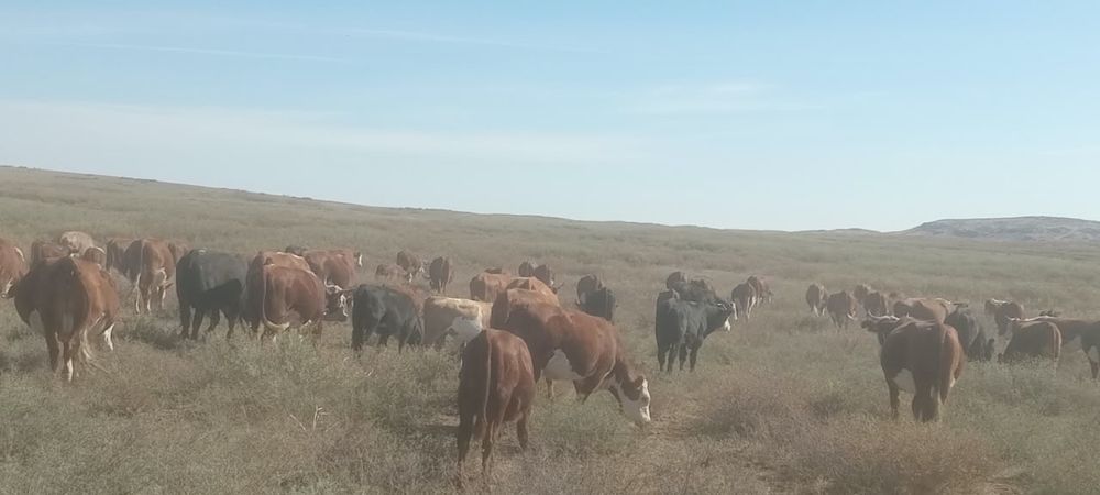 Бұзаулар сатылады. Продается телята