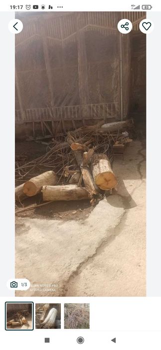 Утин сотилади, гужум ва тут шохолари