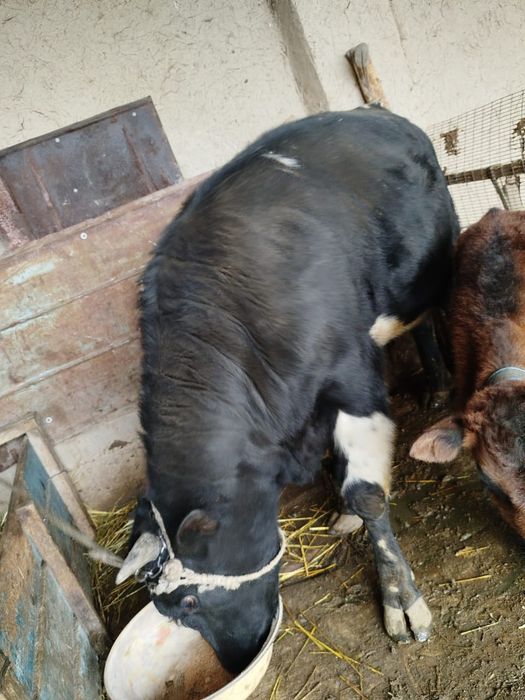 Продам Бык 1.5 год