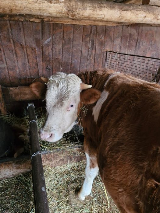 Продам быков откормленные