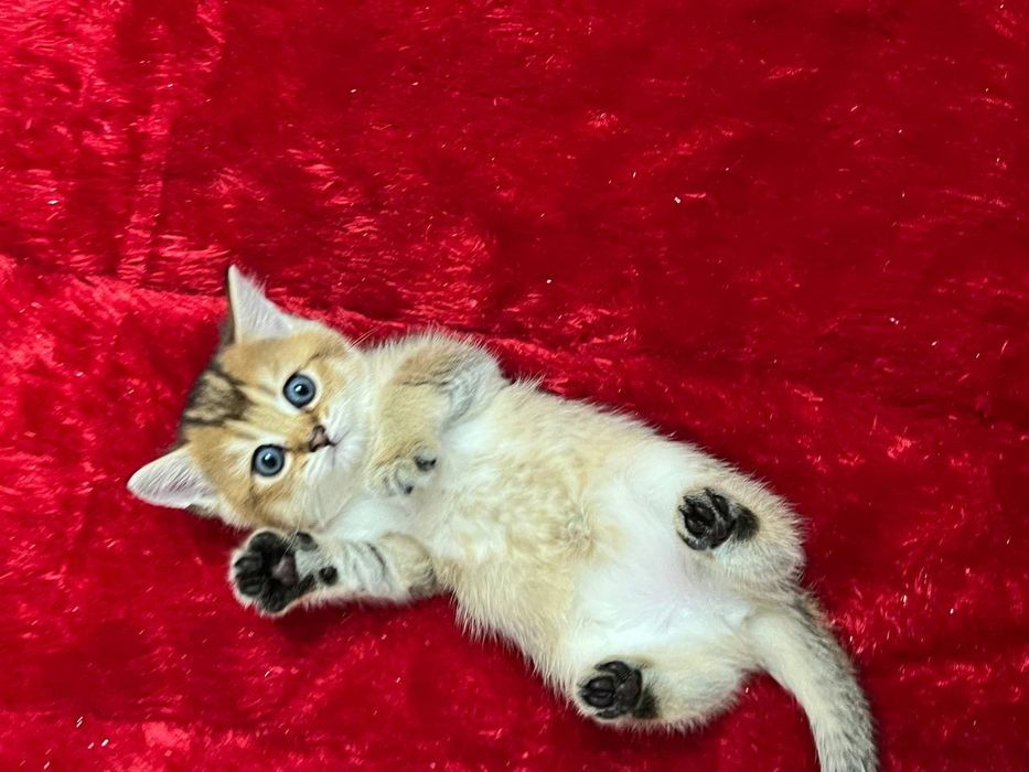 Чистокровная британка золотая шиншилла