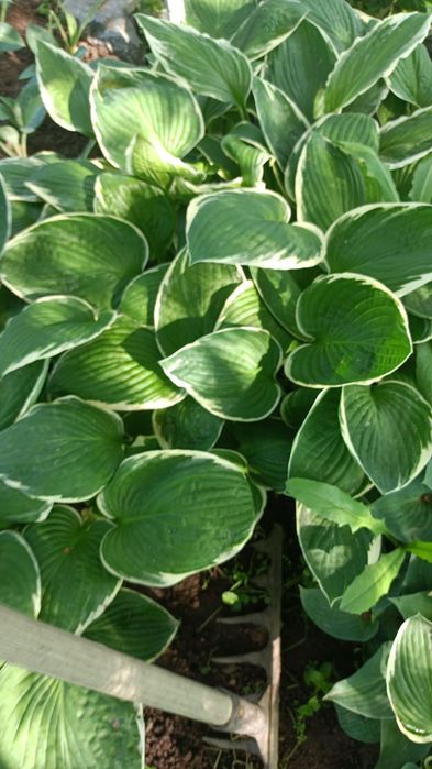 Продам ирисы, хосты