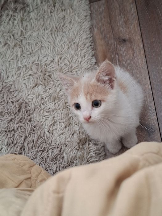 Отдам котенка в хорошие руки