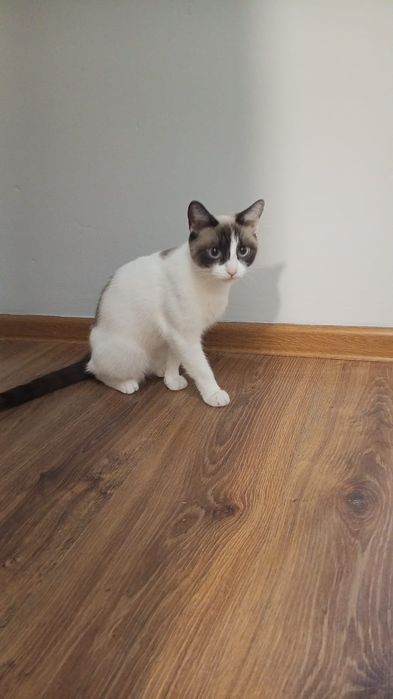 Отдам кошку в хорошие руки