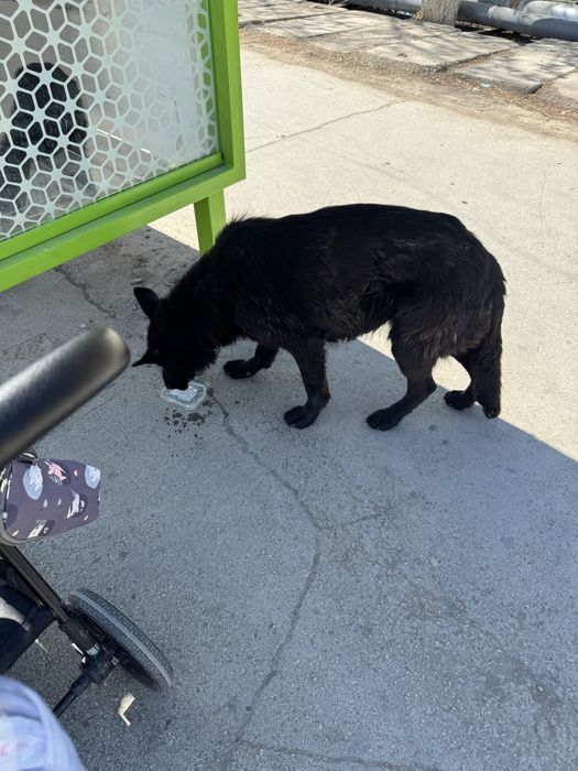 Найдена оачарка