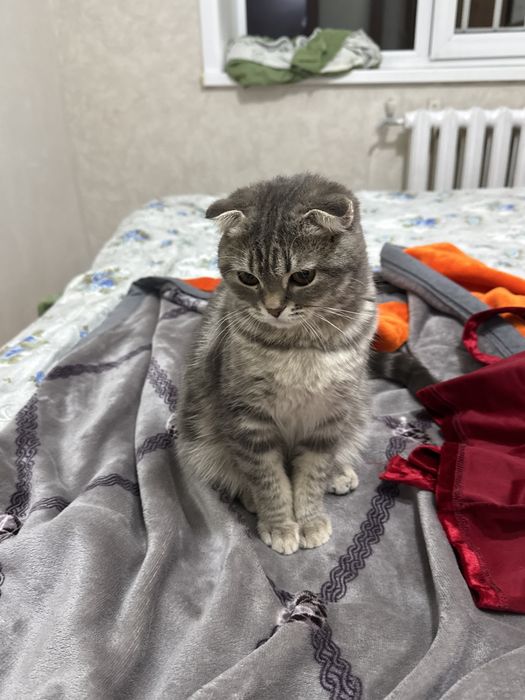 Продам шотладская кошку