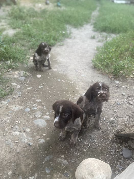 Дратхаар күшіктері