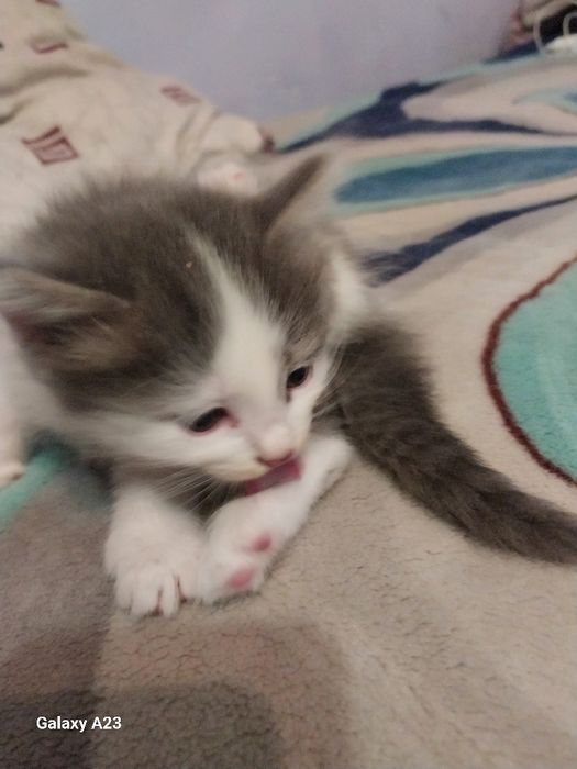 Отдам котят даром