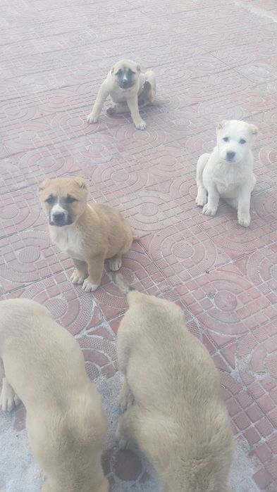 Шеньки,  Алабай күшіктері