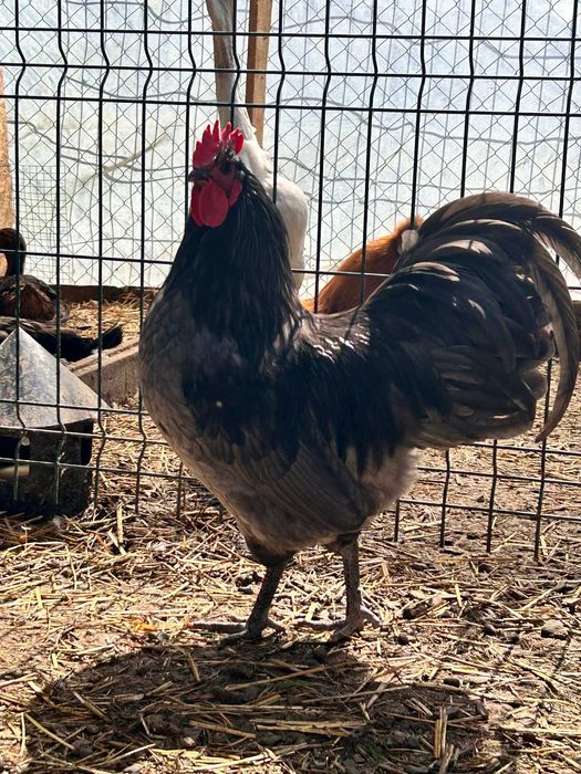 Cocoși tineri diferite rase