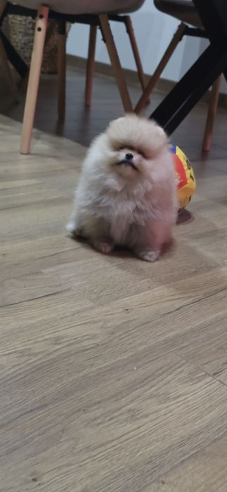 Померанче,мини момиченце с родословие!