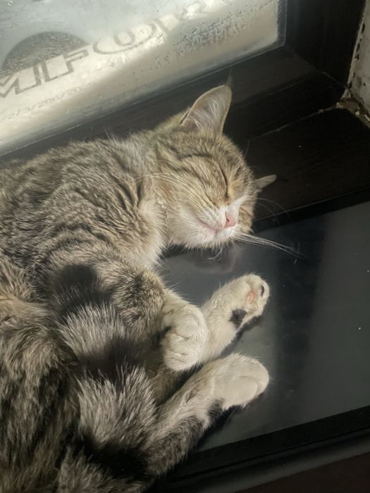 Отдам котенка в хорошие руки