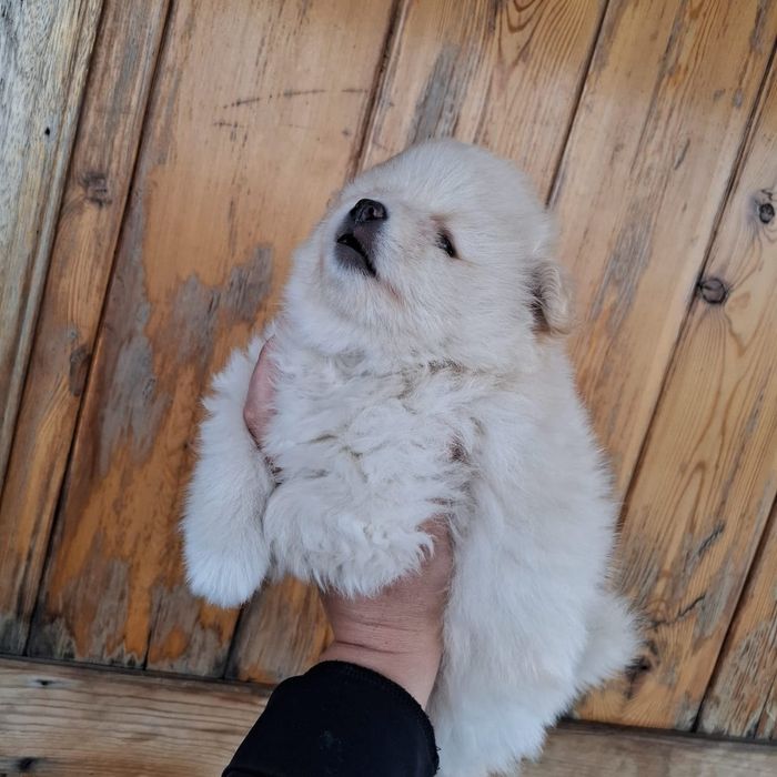 Померанский шпиц девочки