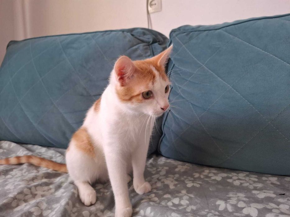Котик ищет семью